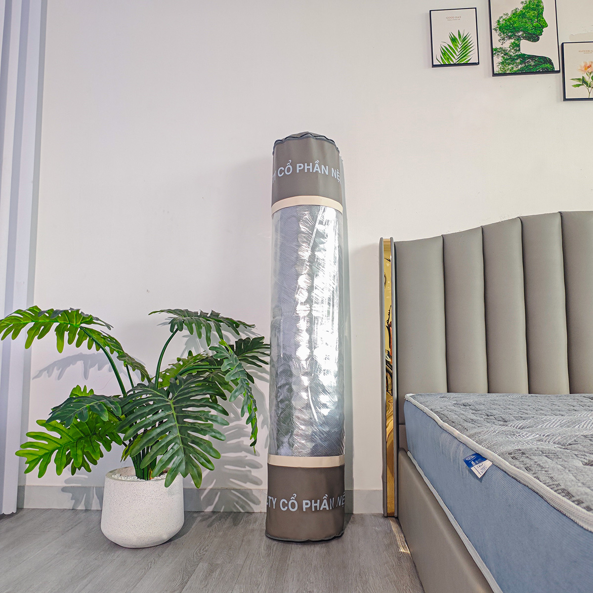 nệm đông á dream life ép chân không